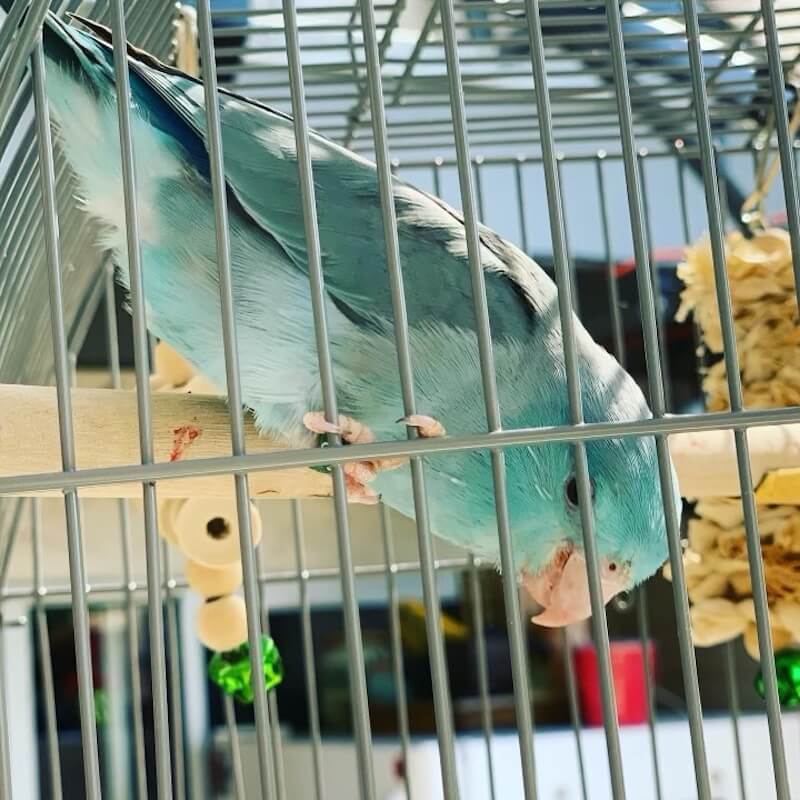 blue bird in cage