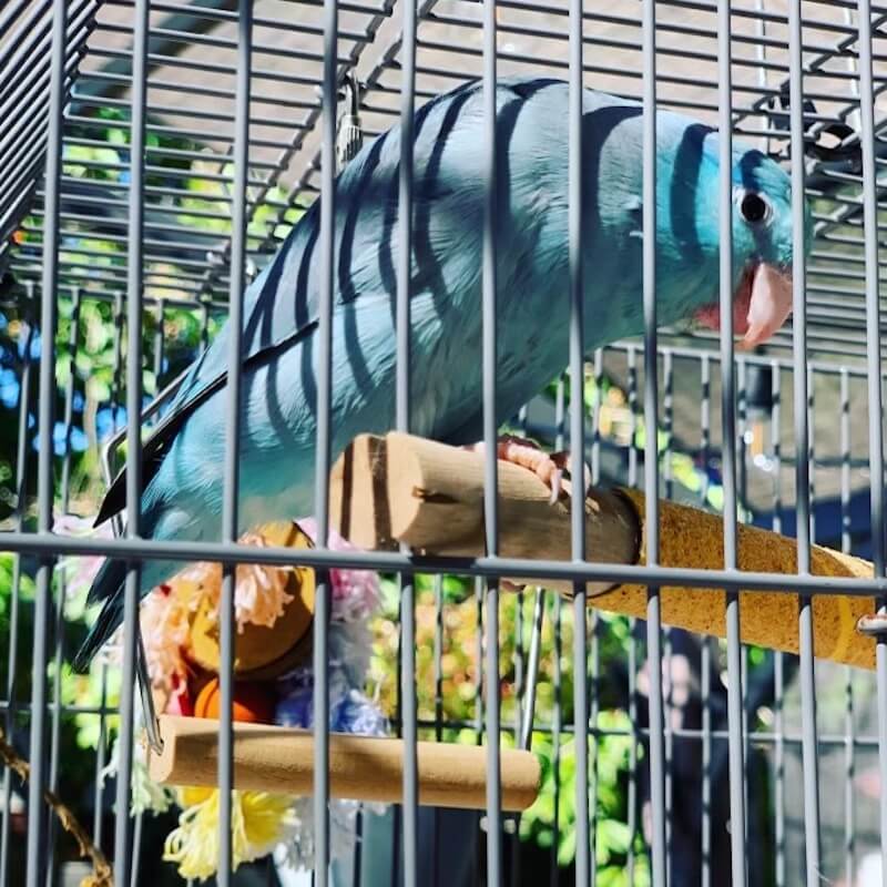 blue bird inside cage