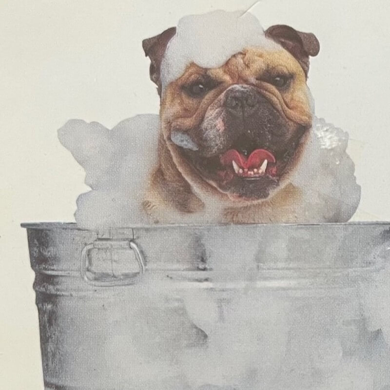 brown pug in a steel tub with bubbles