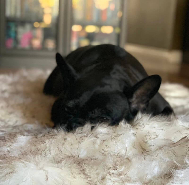 black pug laying on fluffy rug