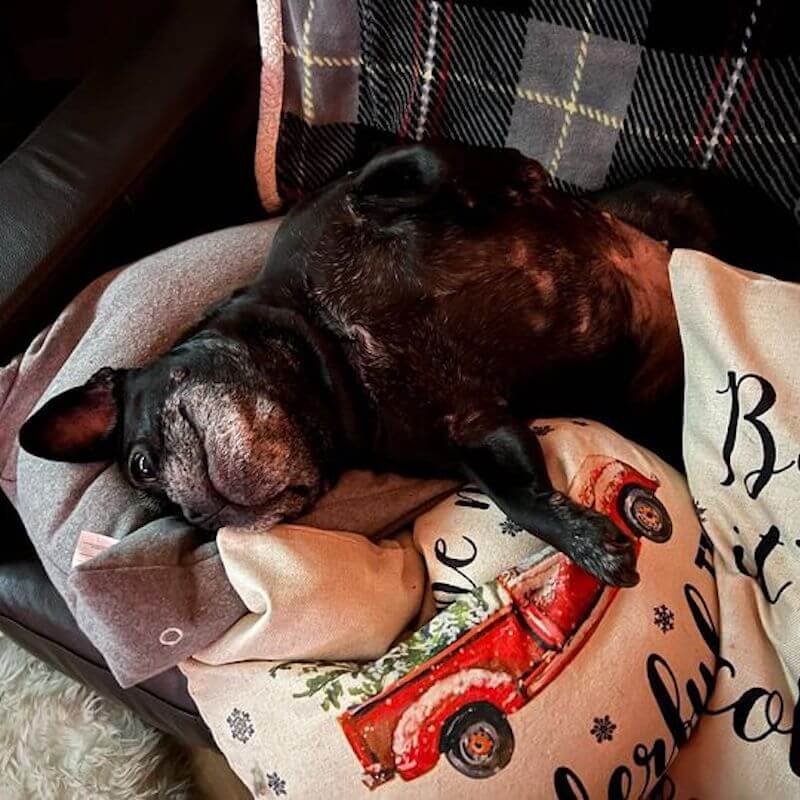 black pug laying belly up on pillows