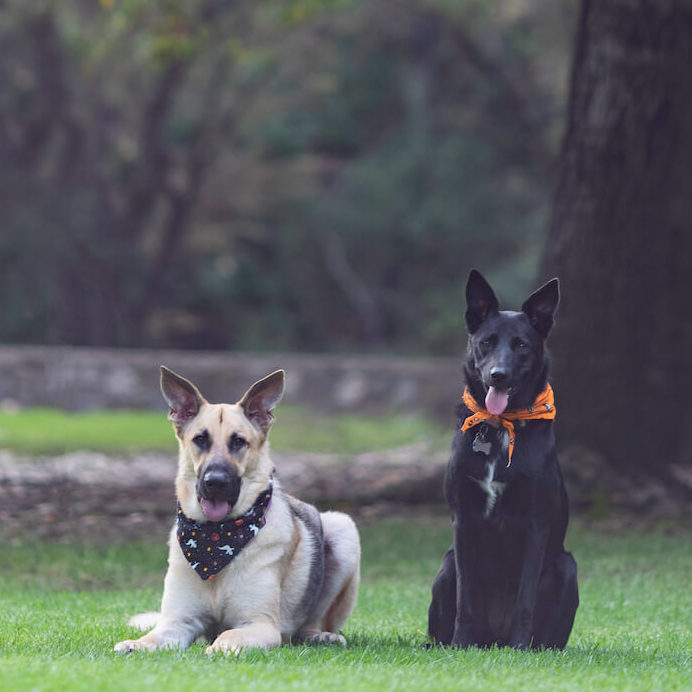 german shepherd and black dog wearing bandanas and sitting on grass