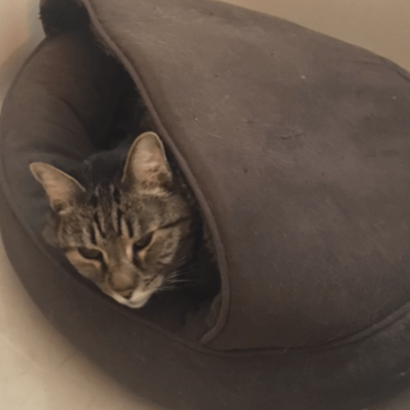 cat inside cat bed