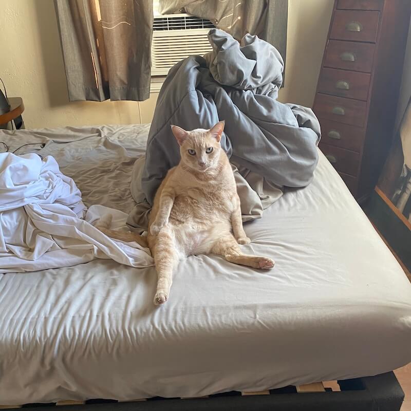 cat sitting on the bed
