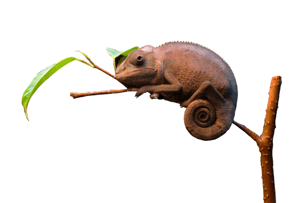 Mello Sales Group, Inc. Pet Product Sales Representative