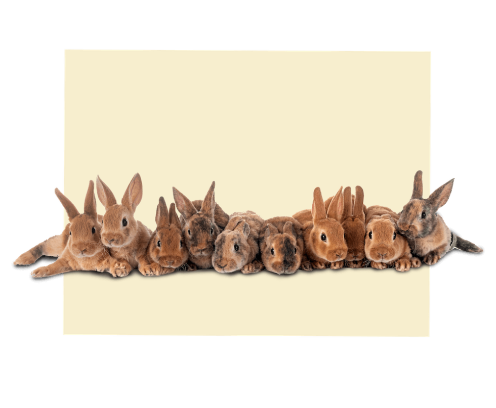 Mello Sales Group, Inc. Pet Product Sales Representative