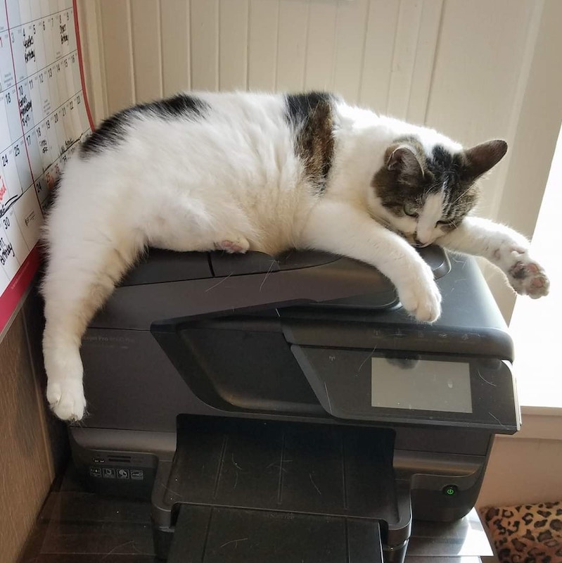 Cat on top of a printer