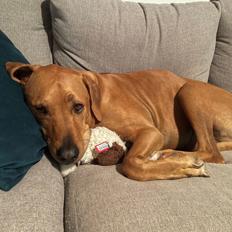 Brown dog laying on sofa with plushie