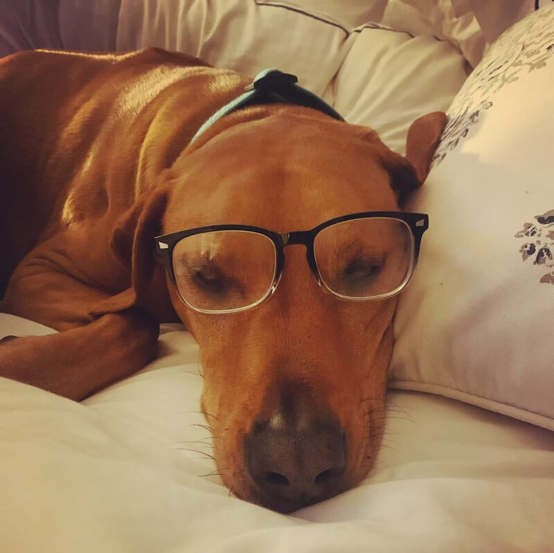 Brown dog wearing reading glasses