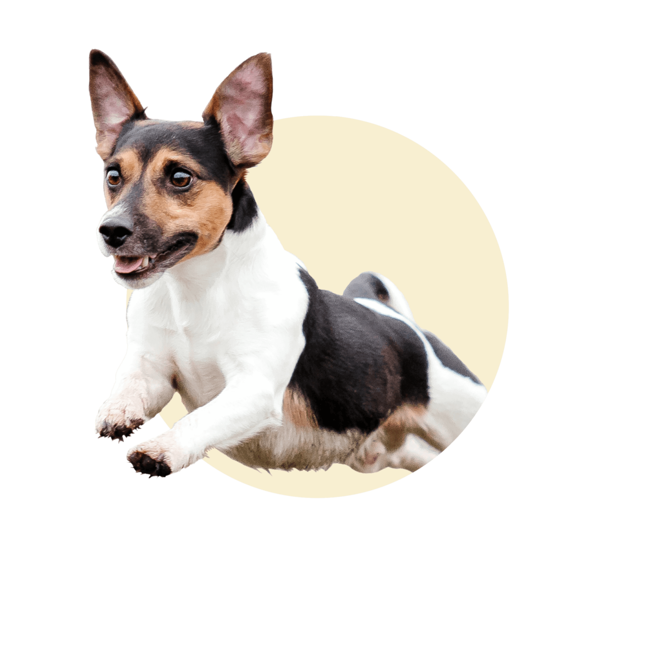 Mello Sales Group, Inc. Pet Product Sales Representative