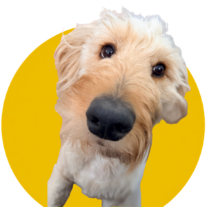 closeup Stella the goldendoodle